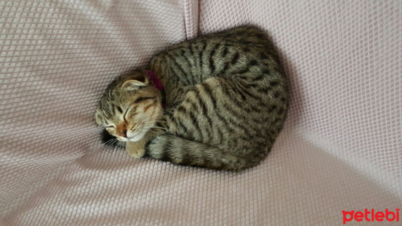 Scottish Fold, Kedi  Şila fotoğrafı