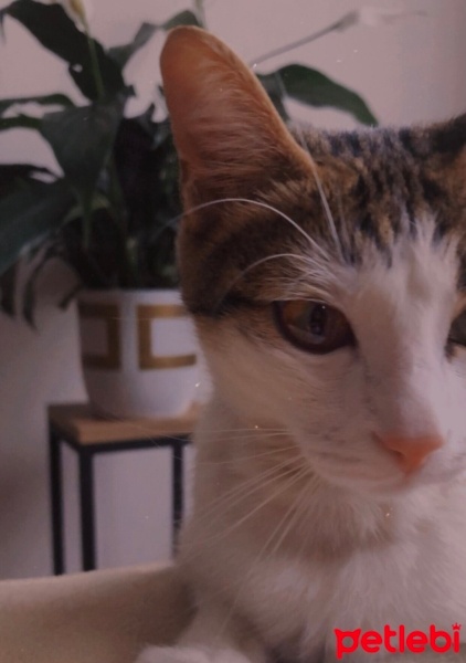 Tekir Kedi, Kedi  bihter fotoğrafı
