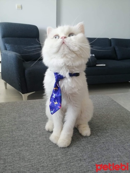 Chinchilla, Kedi  Prens fotoğrafı
