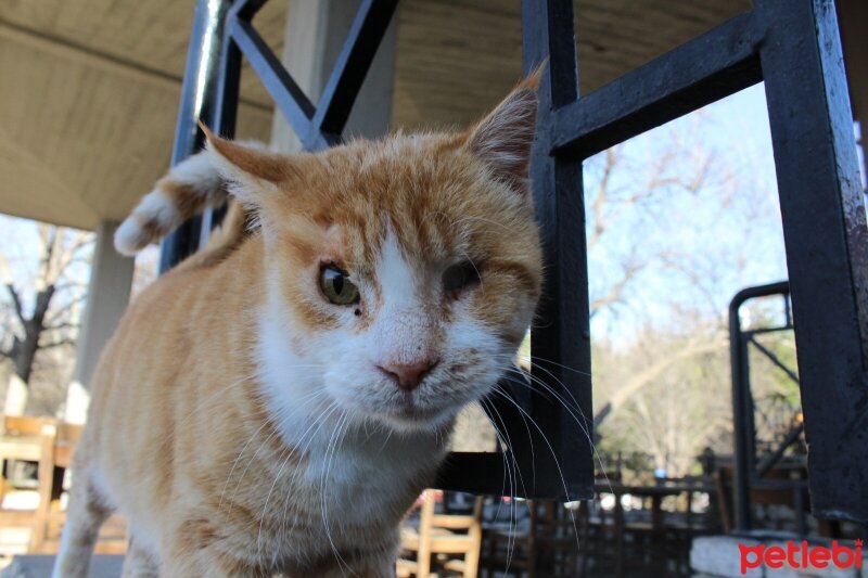 Ankara Kedisi, Kedi  Vincent fotoğrafı