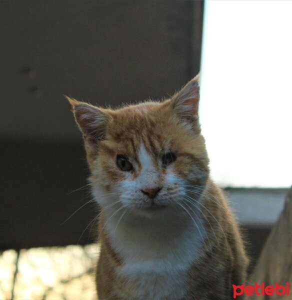 Ankara Kedisi, Kedi  Vincent fotoğrafı