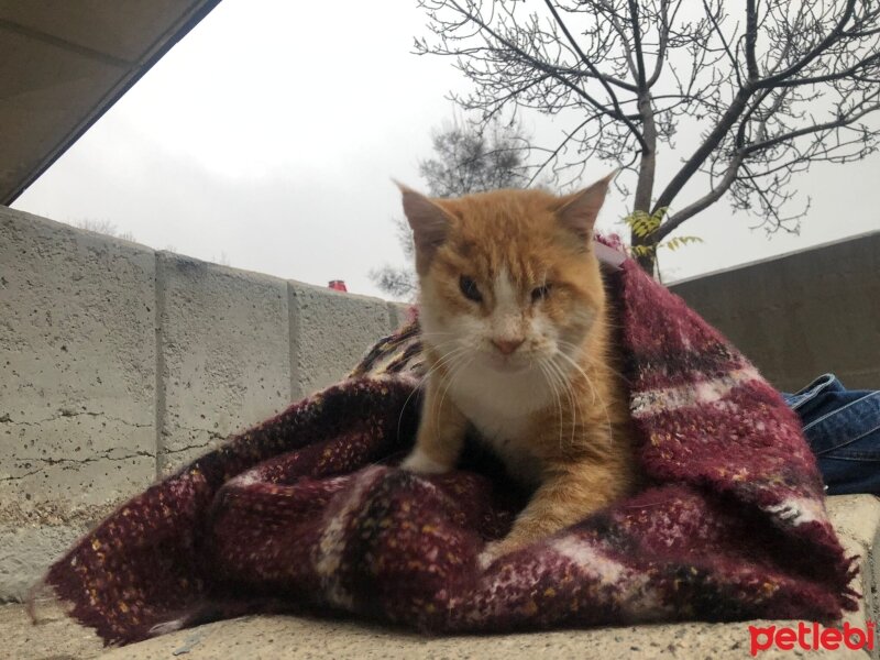 Ankara Kedisi, Kedi  Vincent fotoğrafı