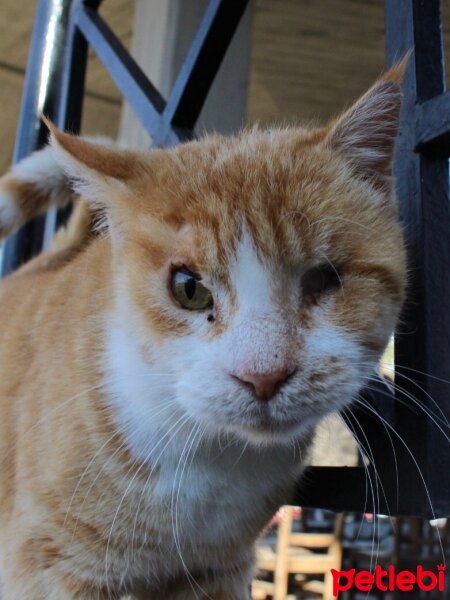 Ankara Kedisi, Kedi  Vincent fotoğrafı