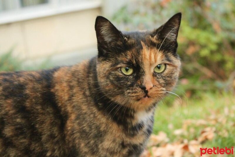 Ankara Kedisi, Kedi  Vincent fotoğrafı