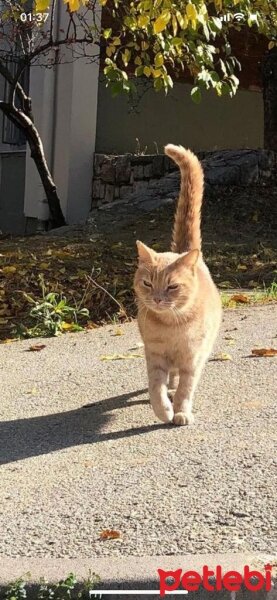 Ankara Kedisi, Kedi  Vincent fotoğrafı