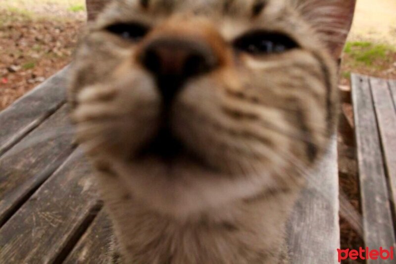 Ankara Kedisi, Kedi  Vincent fotoğrafı