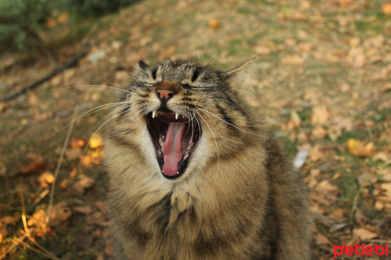 Ankara Kedisi, Kedi  Vincent fotoğrafı