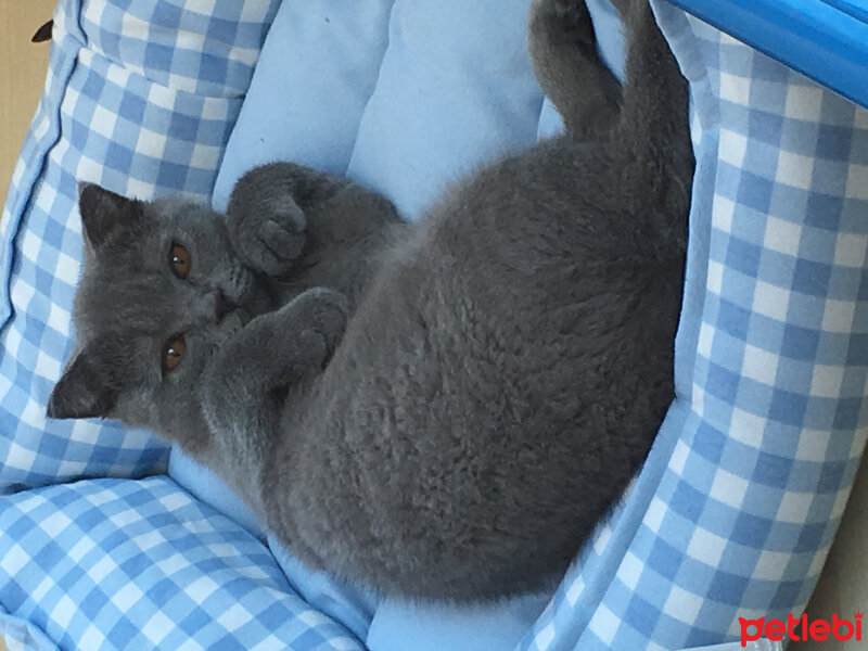 Scottish Fold, Kedi  AŞK fotoğrafı