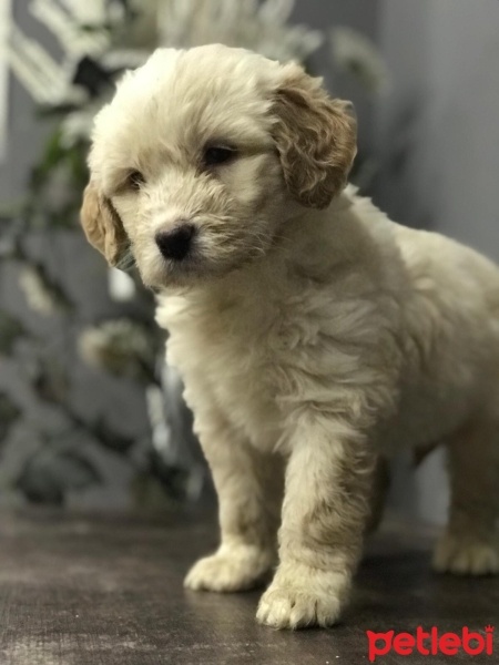 Poodle (Minyatür Kaniş), Köpek  GOLDENDOODLE bebeklerimiz yeni yuvaları için hazır fotoğrafı