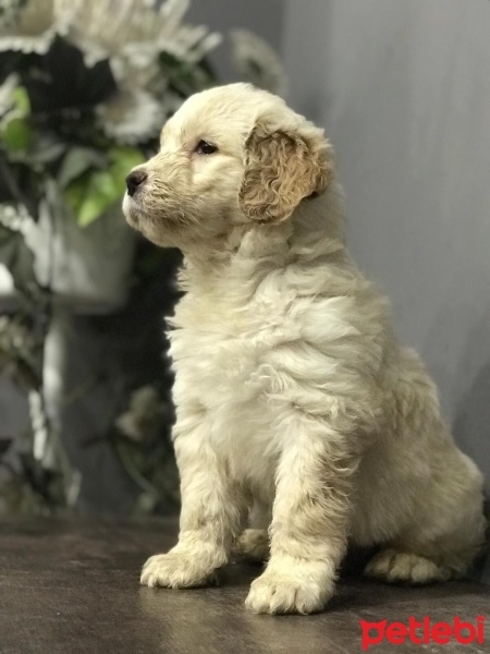 Poodle (Minyatür Kaniş), Köpek  GOLDENDOODLE bebeklerimiz yeni yuvaları için hazır fotoğrafı