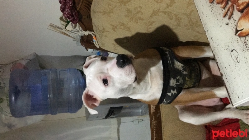 Amerikan Pitbull Terrier, Köpek  Babiş fotoğrafı