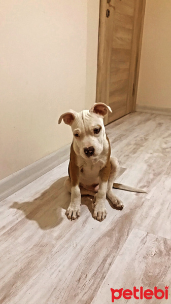 Amerikan Pitbull Terrier, Köpek  Babiş fotoğrafı
