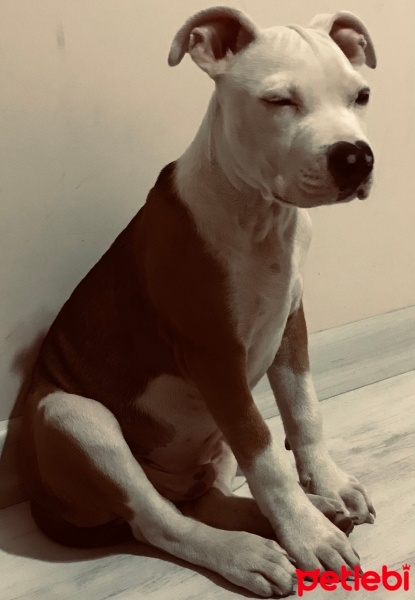 Amerikan Pitbull Terrier, Köpek  Babiş fotoğrafı