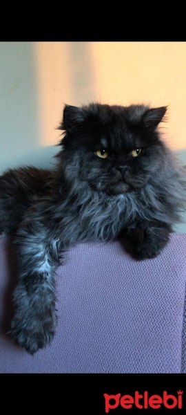 İran Kedisi (Persian), Kedi  Duman fotoğrafı