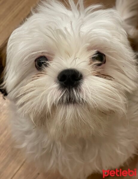 Shih Tzu, Köpek  Cookie fotoğrafı