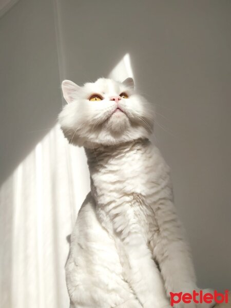 British Longhair, Kedi  Kaymak fotoğrafı