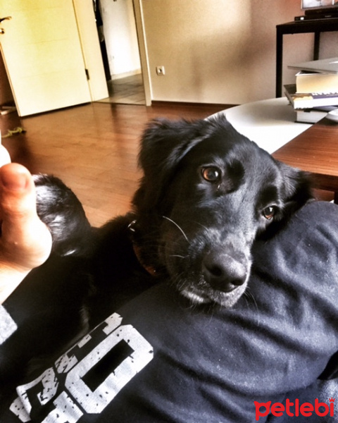 Labrador Retriever, Köpek  gina fotoğrafı