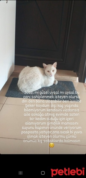 Ankara Kedisi, Kedi  Şeker fotoğrafı