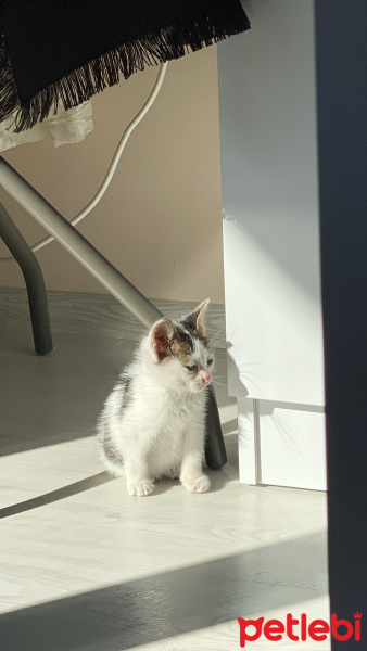 Tekir Kedi, Kedi  Turşu fotoğrafı