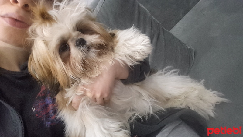 Shih Tzu, Köpek  Ela fotoğrafı