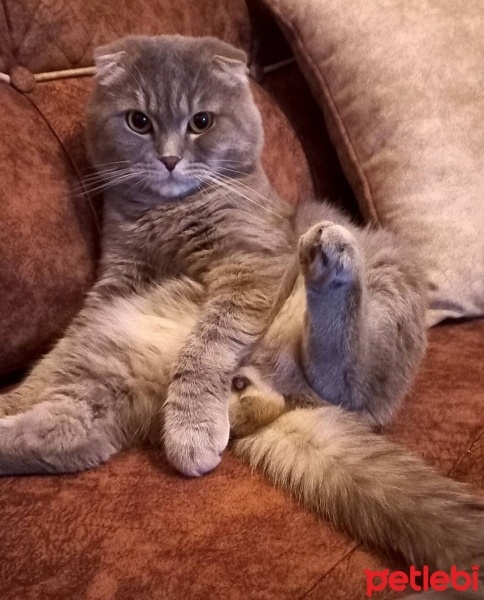 Scottish Fold, Kedi  Bıdık fotoğrafı