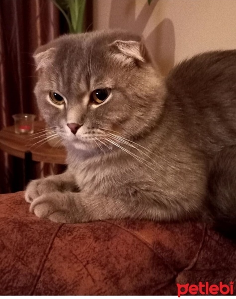Scottish Fold, Kedi  Bıdık fotoğrafı