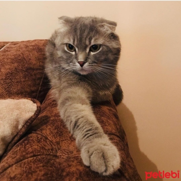Scottish Fold, Kedi  Bıdık fotoğrafı