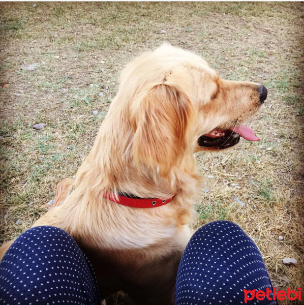 Golden Retriever, Köpek  Kontes fotoğrafı