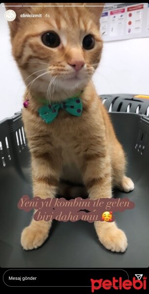 Tekir Kedi, Kedi  Susam fotoğrafı