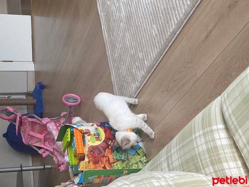 British Shorthair, Kedi  Hera fotoğrafı