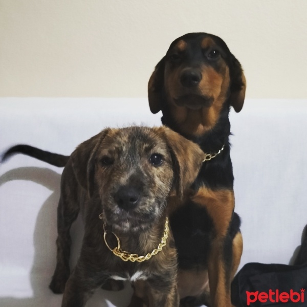 Cane Corso Italiano, Köpek  Dozer ( dozzy ) fotoğrafı