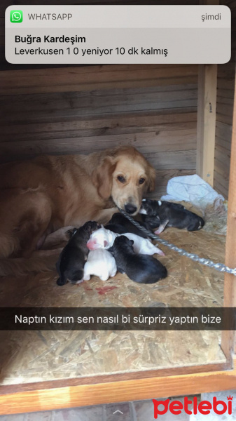 Golden Retriever, Köpek  Yavru fotoğrafı