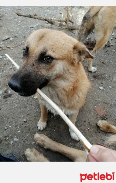 Sokö (Sokak Köpeği), Köpek  Tilki fotoğrafı