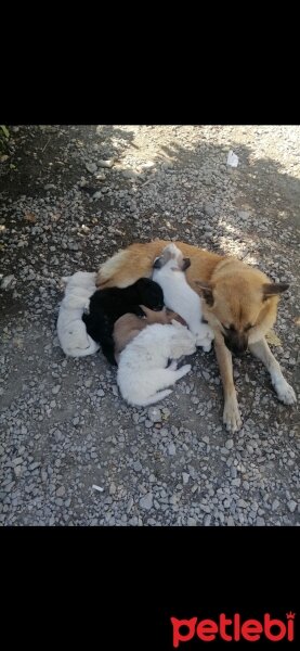 Sokö (Sokak Köpeği), Köpek  Tilki fotoğrafı