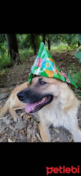 Sokö (Sokak Köpeği), Köpek  Tilki fotoğrafı