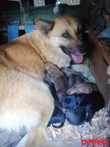 Sokö (Sokak Köpeği), Köpek  Tilki fotoğrafı