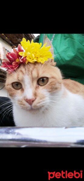 Abyssinian, Kedi  Minnoş fotoğrafı