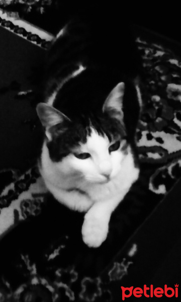 Tekir Kedi, Kedi  Minik(AŞK)  fotoğrafı