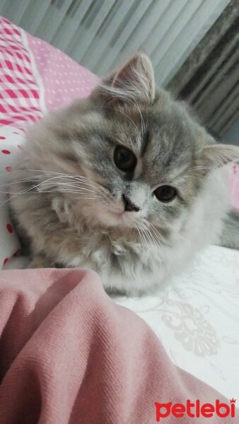 British Longhair, Kedi  Lady fotoğrafı