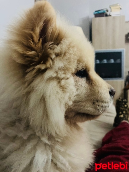 Chow Chow (çin Aslanı), Köpek  Paris fotoğrafı