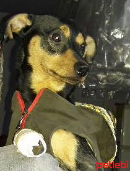 Minyatür Pinscher, Köpek  Zeytin fotoğrafı