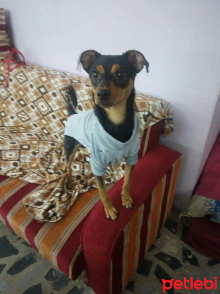 Minyatür Pinscher, Köpek  Zeytin fotoğrafı