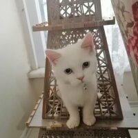 British Shorthair, Kedi  Poyraz fotoğrafı