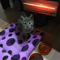 Tekir Kedi, Kedi  micra fotoğrafı