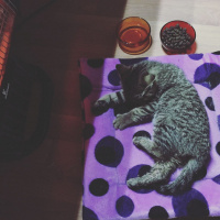 Tekir Kedi, Kedi  micra fotoğrafı