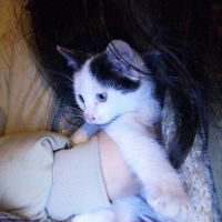 Tuxedo (Smokin) Kedi, Kedi  İki kardeş fotoğrafı