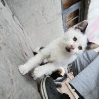 Tuxedo (Smokin) Kedi, Kedi  İki kardeş fotoğrafı