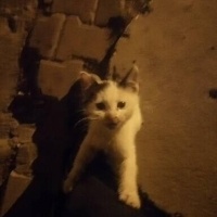 Tuxedo (Smokin) Kedi, Kedi  İki kardeş fotoğrafı