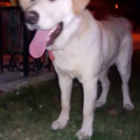 Labrador Retriever, Köpek  kontes fotoğrafı