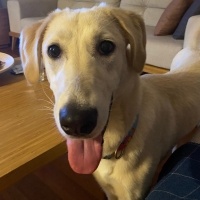 Golden Retriever, Köpek  Pera fotoğrafı